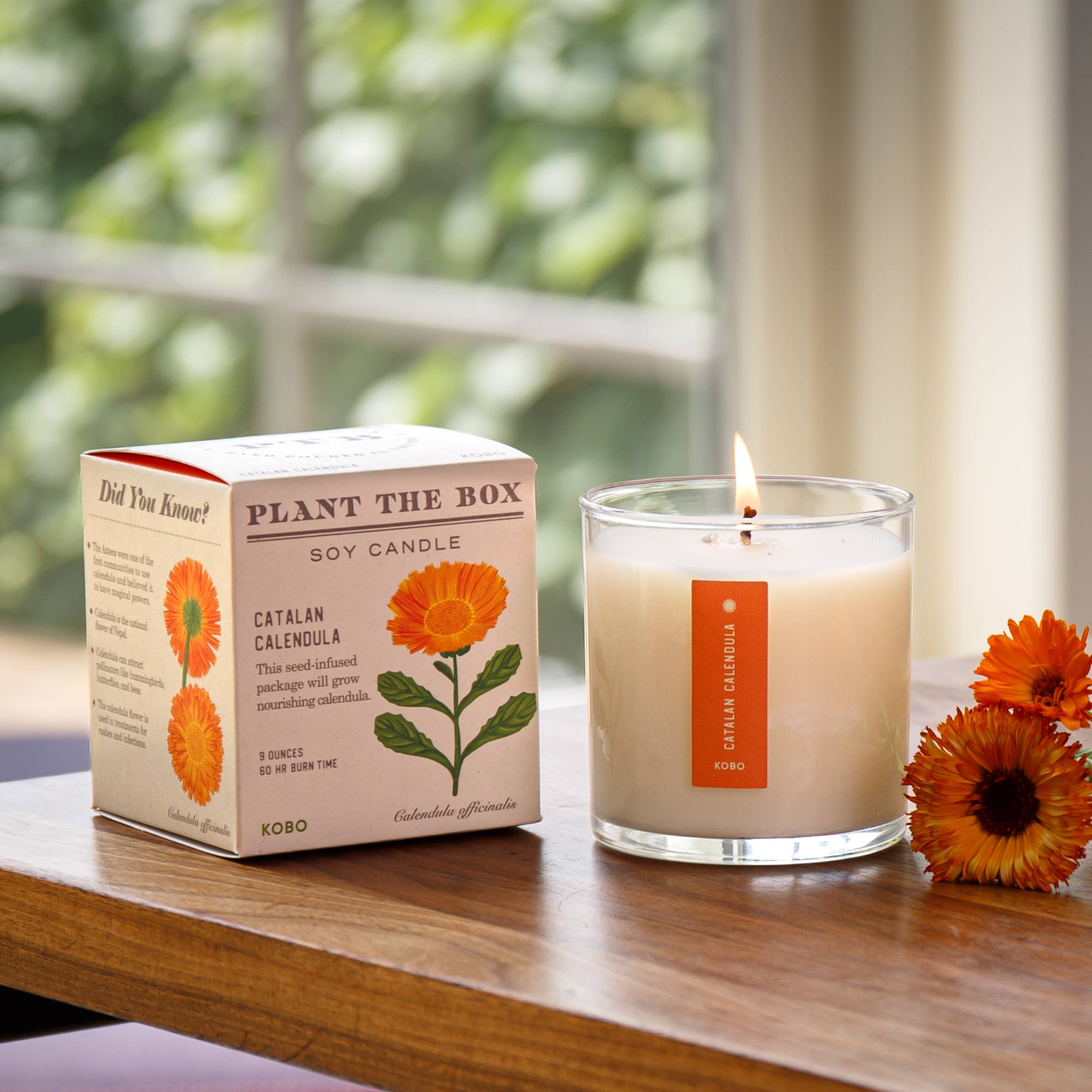 Catalan Calendula Plant the Box Candle