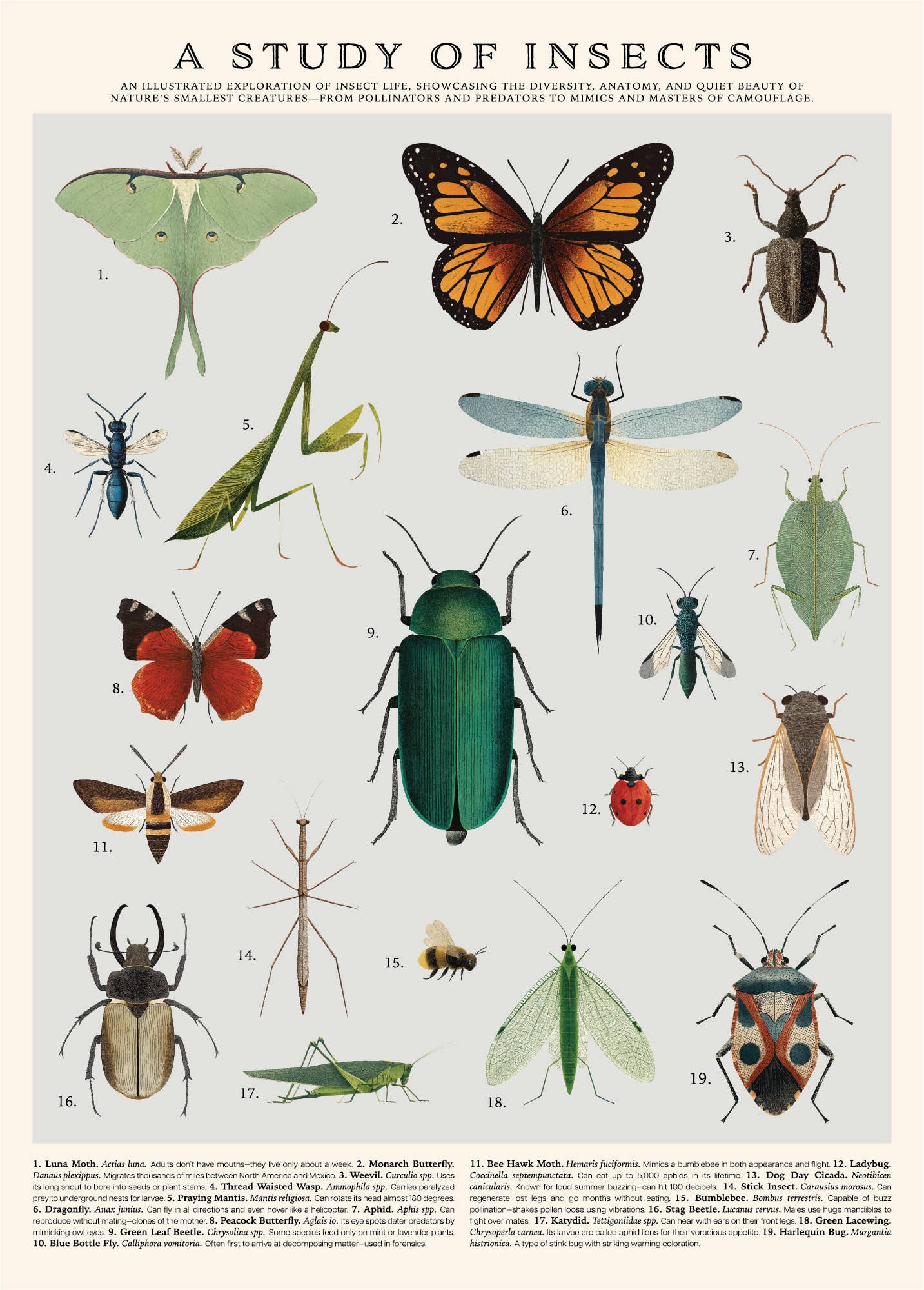 Insects 500 Piece Vintage Puzzle