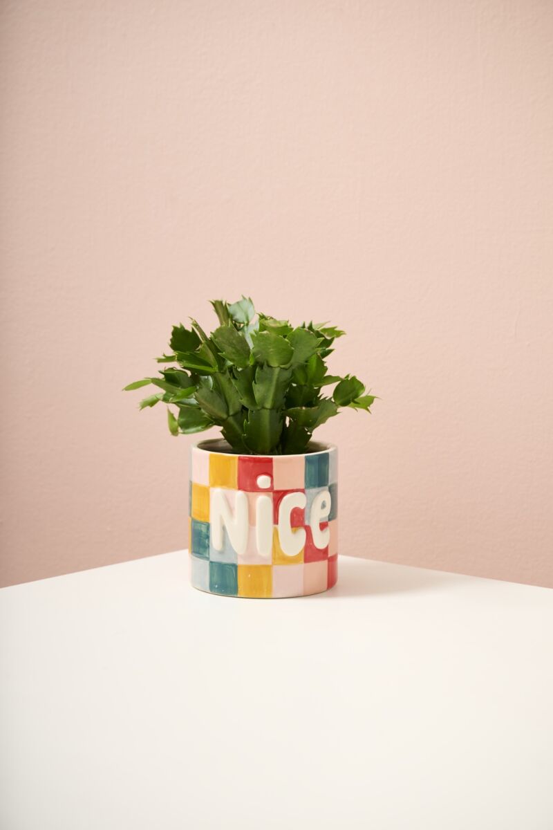 Ceramic planter with 'Nice' lettering and green succulents