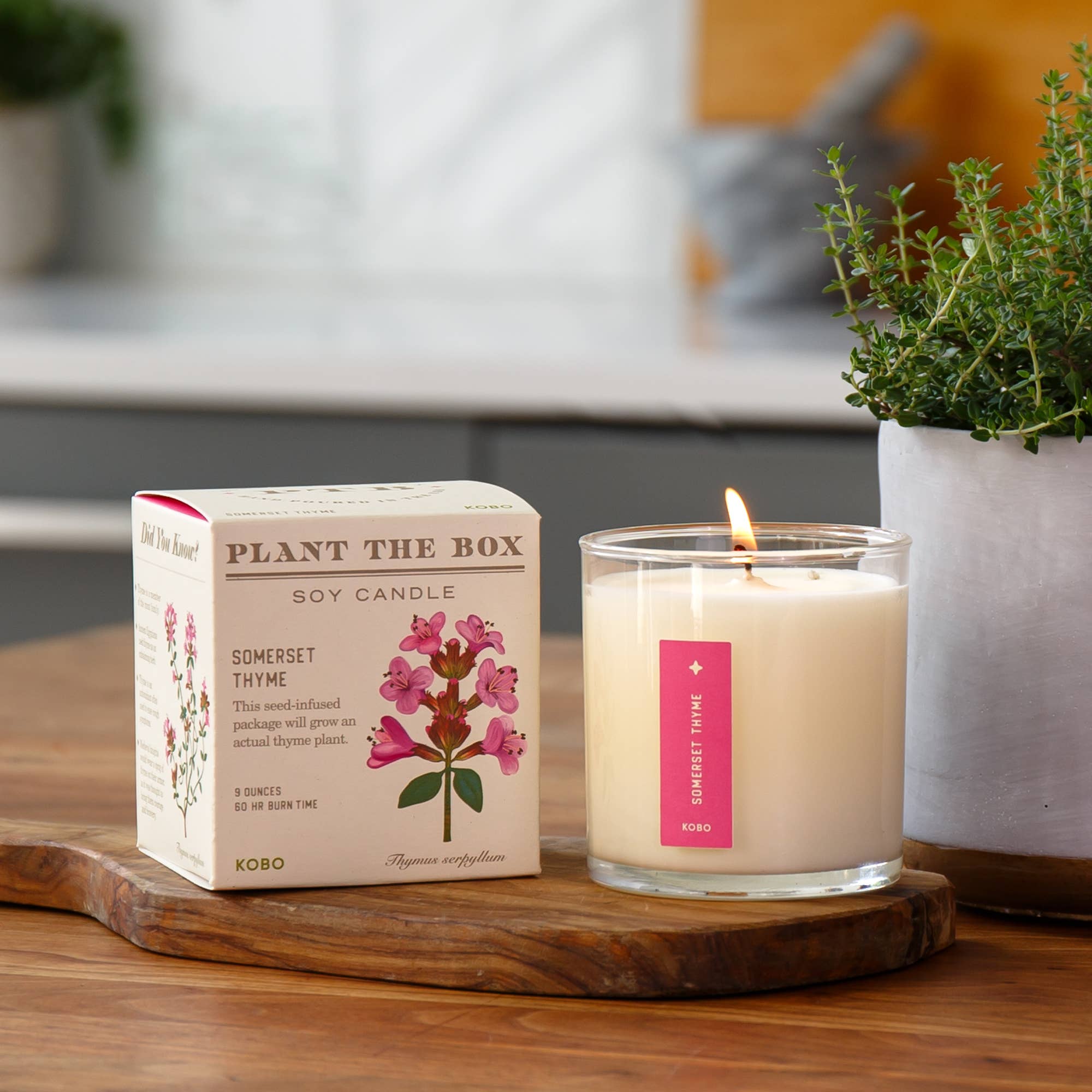 Somerset Thyme Plant the Box Candle