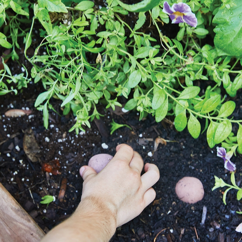 Seed The World Seed Bomb