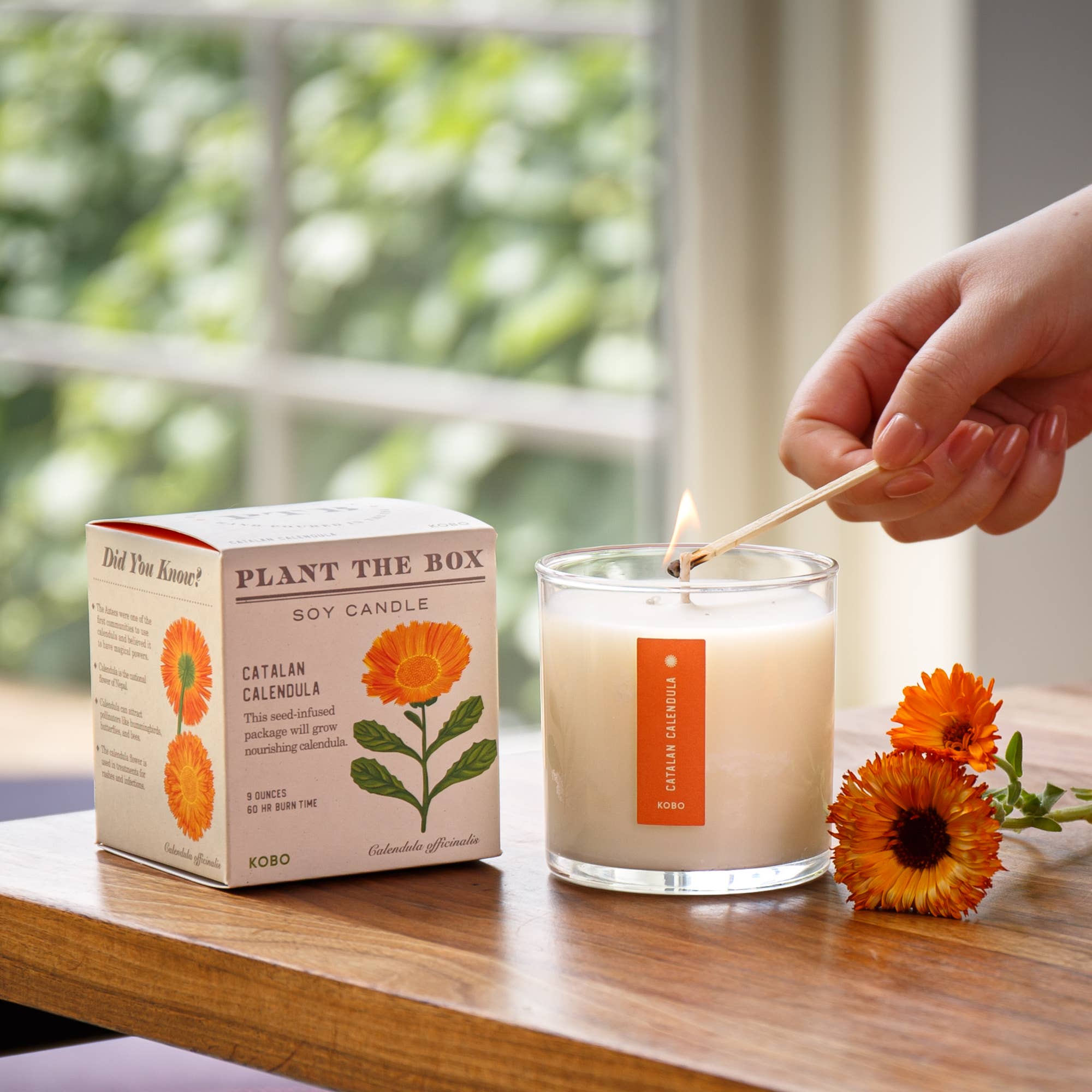 Catalan Calendula Plant the Box Candle