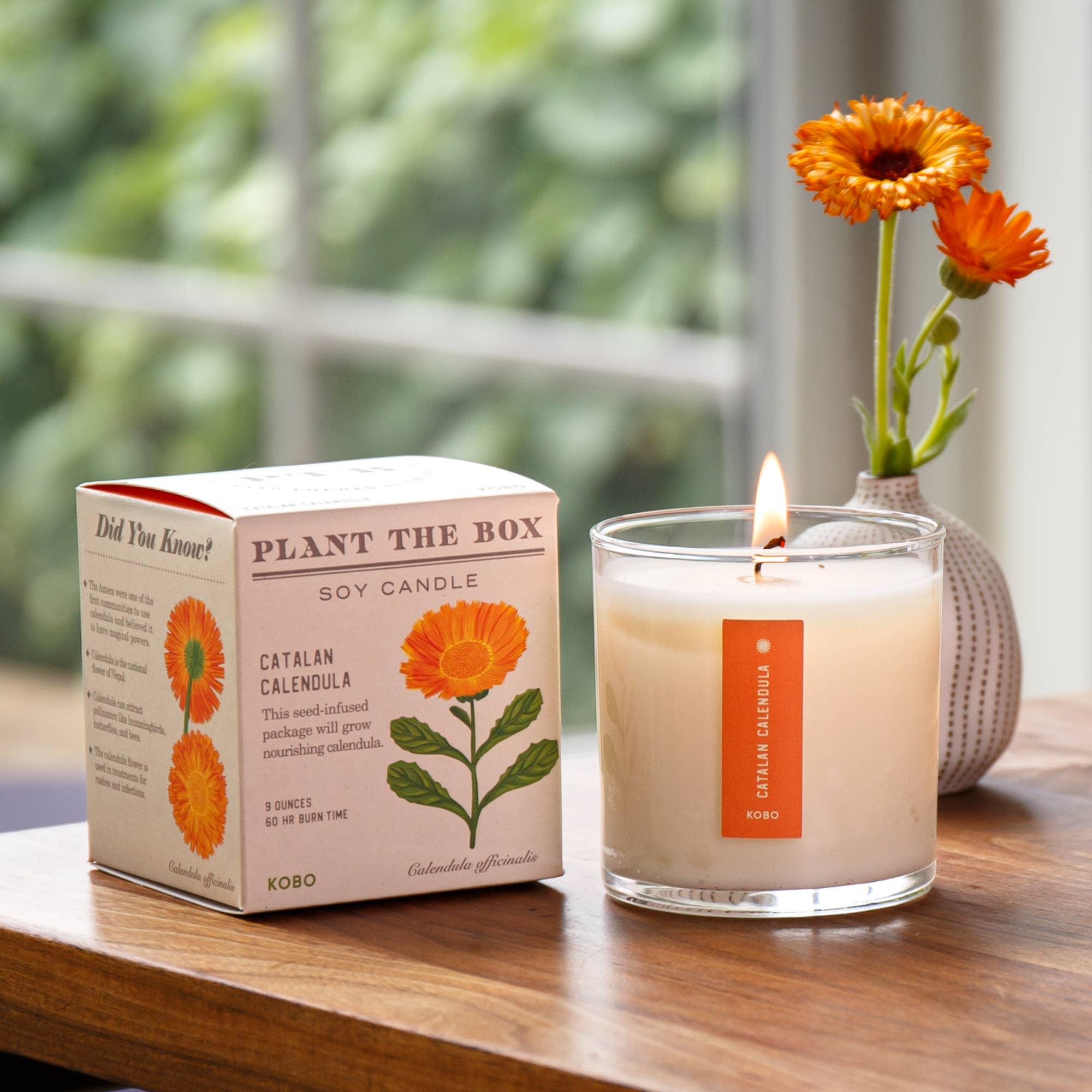 Catalan Calendula Plant the Box Candle
