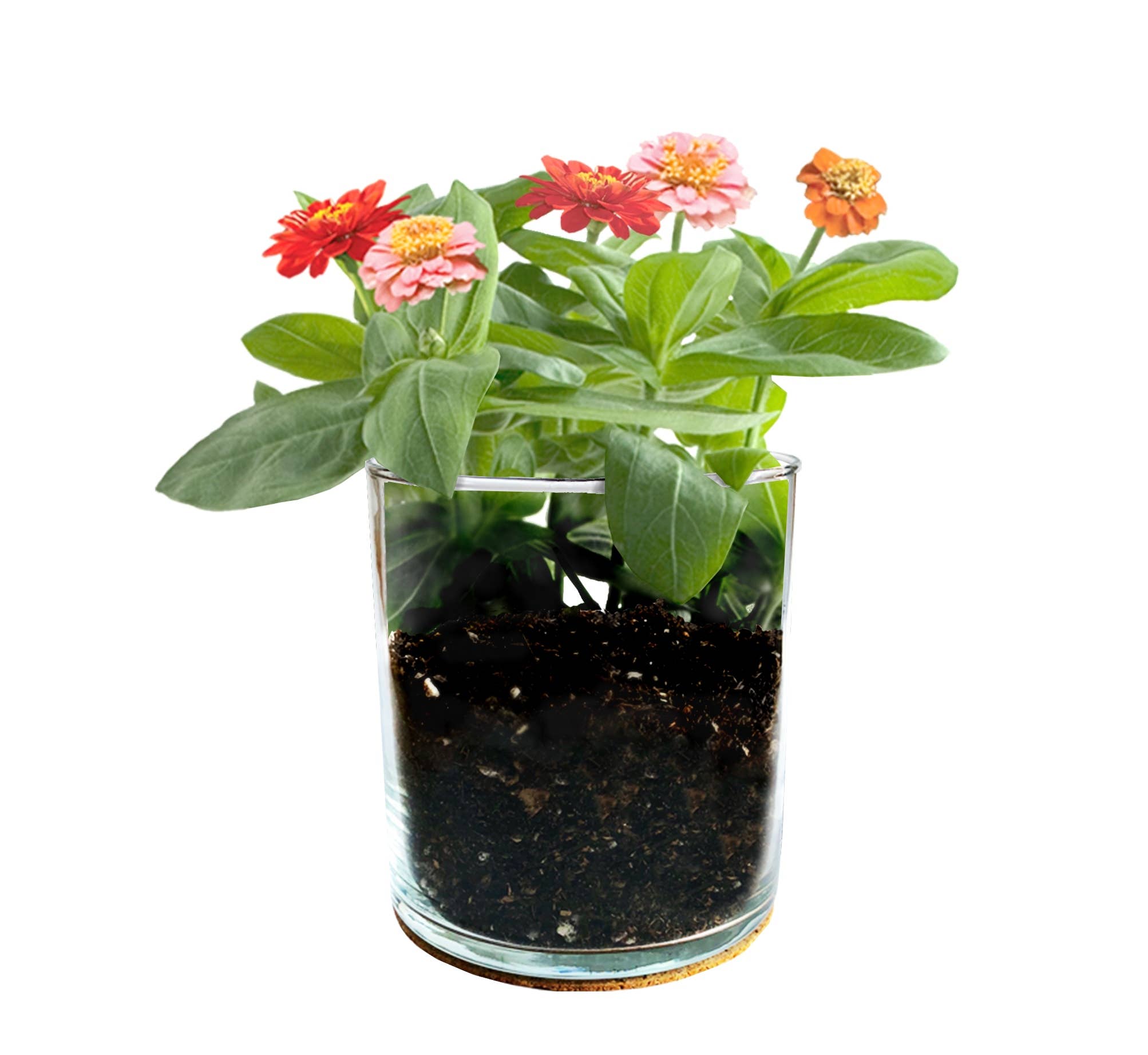 Mom Flower Garden - Mixed Zinnia