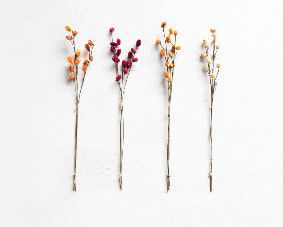 Dried globe thistle bunch with round seed heads on thin stems