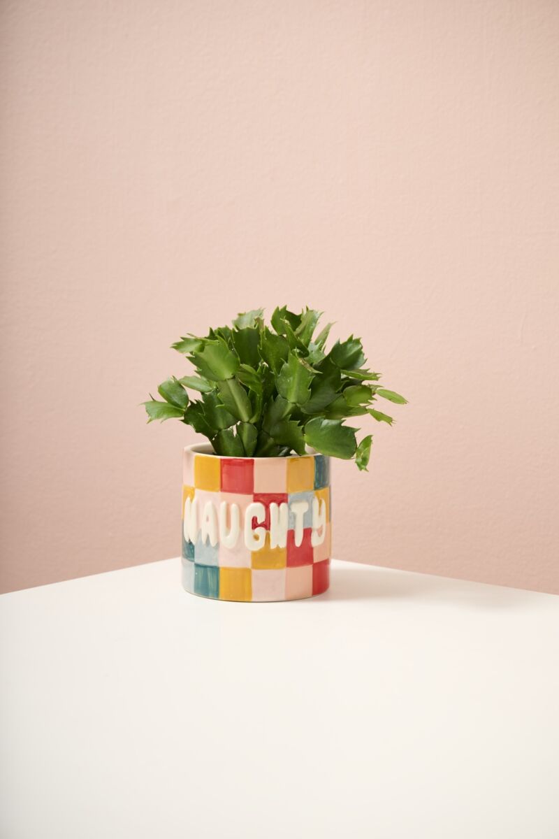 Ceramic planter with 'Naughty' lettering and green succulents
